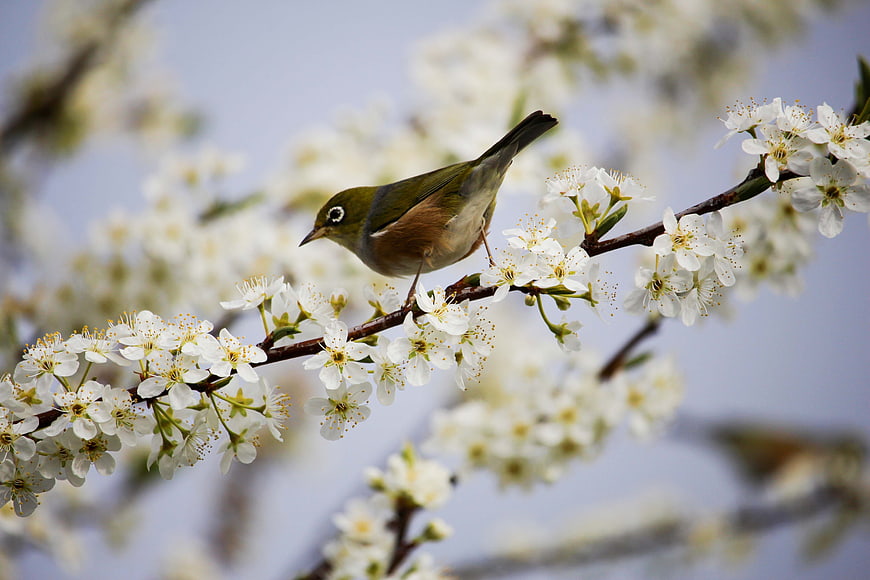Silvereye bird perched on white spring blossom branch