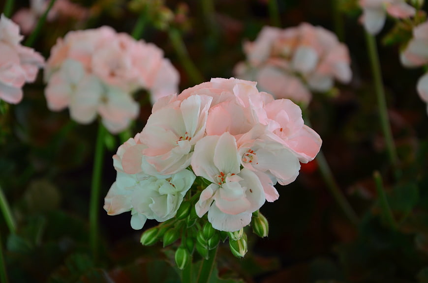 Close-up of delicate pink and white geranium flowers