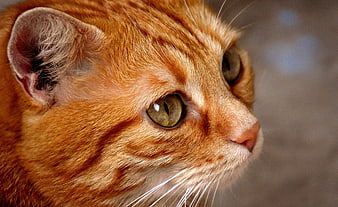Close-up portrait of a red mackerel tabby cat face