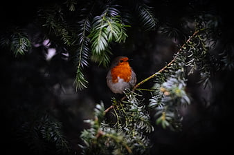 European Robin perched on dark pine branch