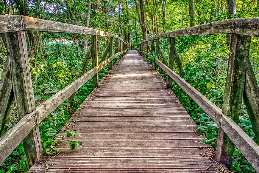 Wooden Forest Boardwalk Path Leading Through Green Summer Trees