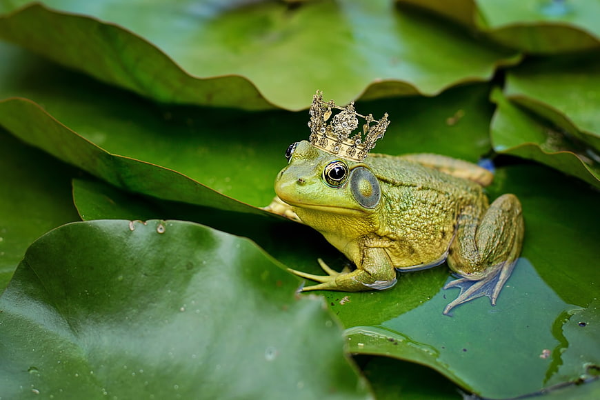 Green Bullfrog Wearing a Tiny Gold Crown on Lily Pad