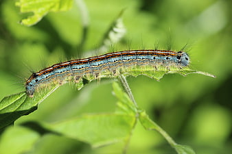 Close-up of a colorful hairy caterpillar on a green leaf