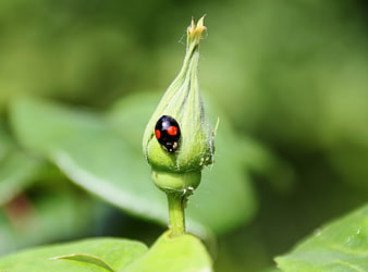 Black ladybug on green flower bud with blurred background