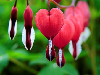 Close-up of Red Bleeding Heart Flowers on Green Background