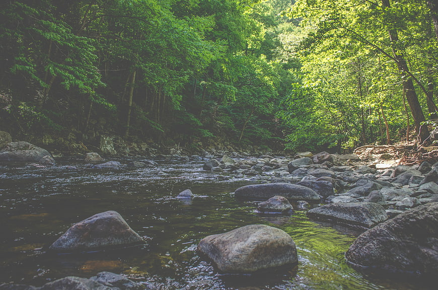 Serene Forest Stream Flowing Over Rocks in Summer