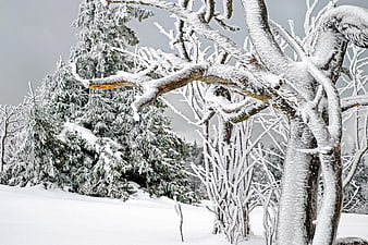 Snow-covered trees in a winter forest landscape
