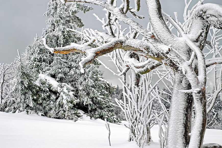 Snow-covered trees in a winter forest landscape