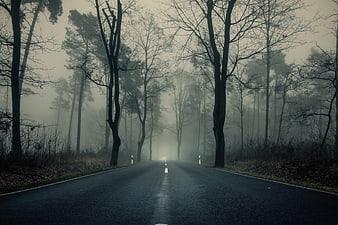 Misty Forest Road with Tall Trees and Foggy Atmosphere