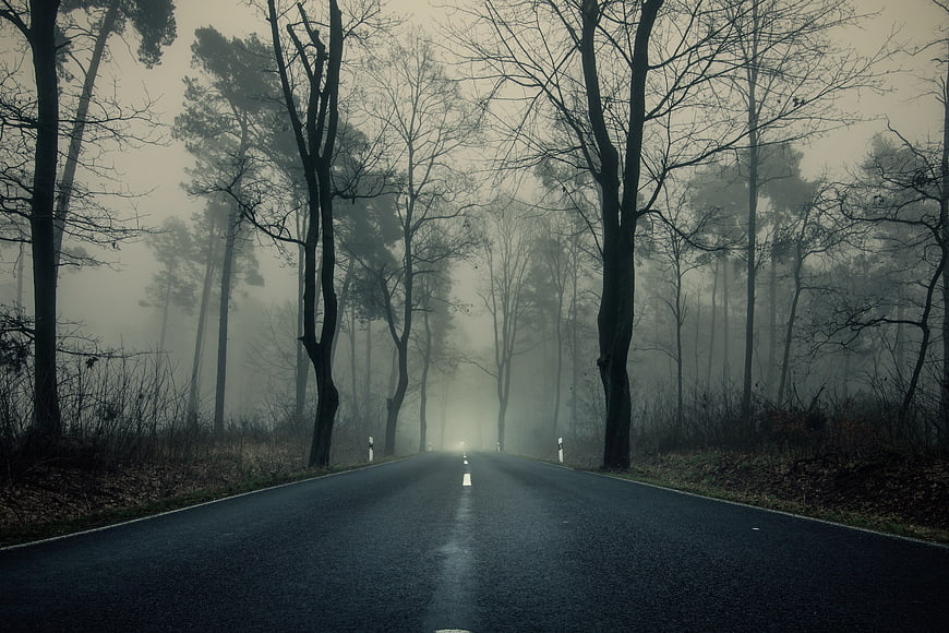 Misty Forest Road with Tall Trees and Foggy Atmosphere
