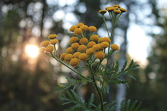 Yellow Tansy Flowers Backlit by Sun in Forest