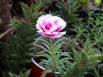 Pink and White Portulaca Flower in Garden Pot