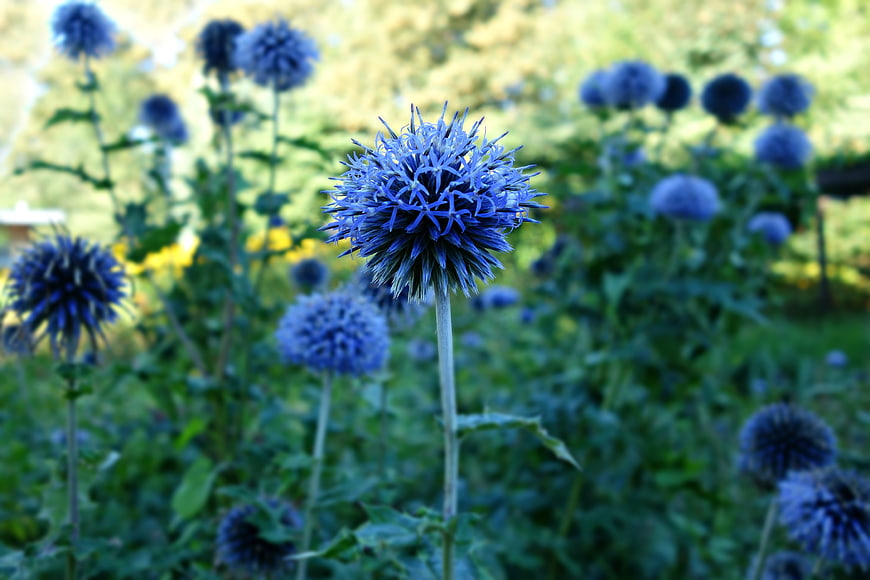 Vibrant Blue Globe Thistle Flower in Garden