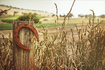 Rusty horseshoe on wooden fence post in dry grass field