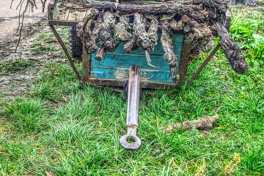 Old blue trailer loaded with uprooted grapevines in grassy field