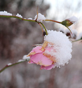 Pink rose covered in snow and frost during winter
