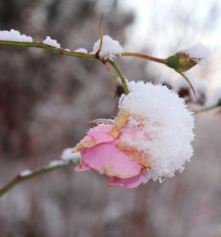 Pink rose covered in snow and frost during winter