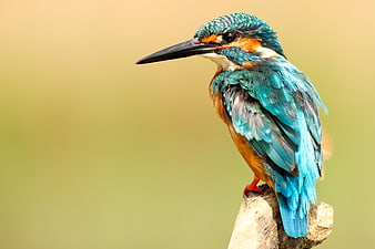Common Kingfisher Perched on Branch with Blue and Orange Feathers