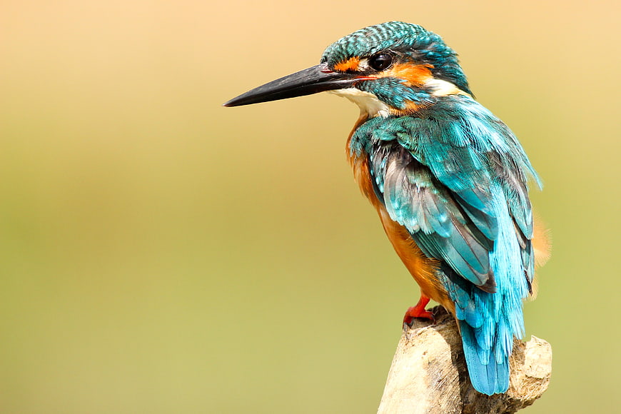 Common Kingfisher Perched on Branch with Blue and Orange Feathers