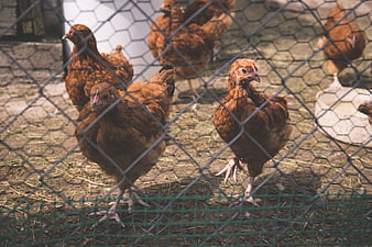 Brown Chickens Behind Wire Mesh Fence in Coop