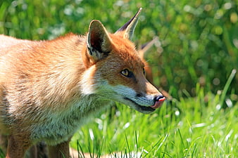Red Fox Licking Nose in Green Grass