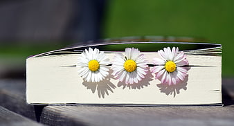 Daisies tucked into an open book on a wooden table