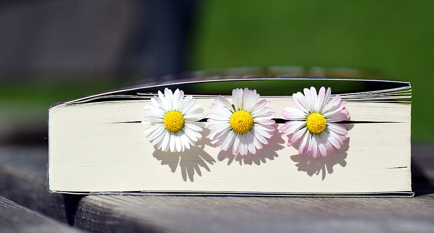 Daisies tucked into an open book on a wooden table
