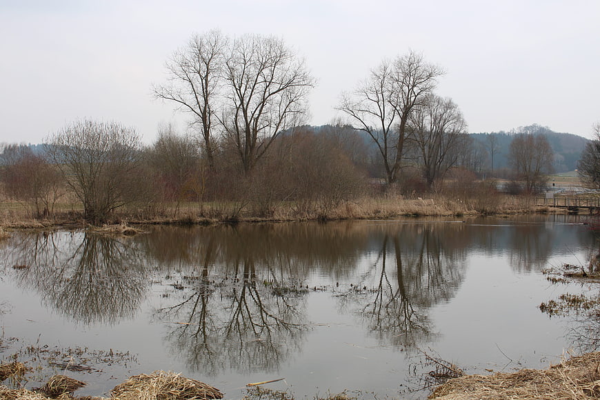 Serene winter landscape with bare trees reflecting in calm lake water