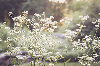 Delicate White Wildflowers in Soft Sunlight Garden