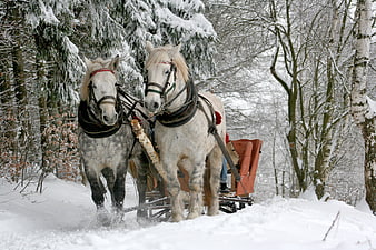 Two white horses pulling a sleigh through a snowy winter forest
