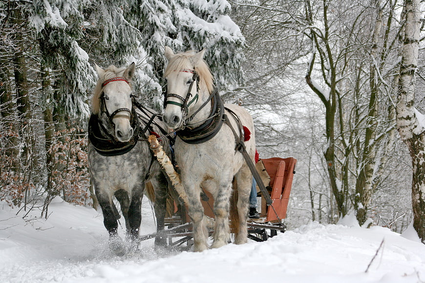 Two white horses pulling a sleigh through a snowy winter forest