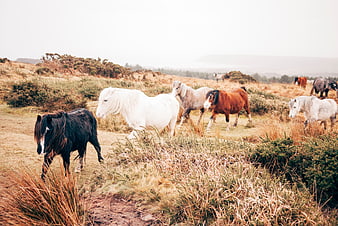 Wild ponies grazing on a misty autumn moorland