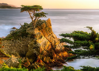 Lone Tree on Rocky Coastal Outcrop at Golden Hour