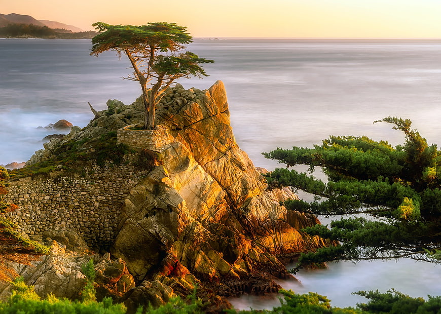 Lone Tree on Rocky Coastal Outcrop at Golden Hour