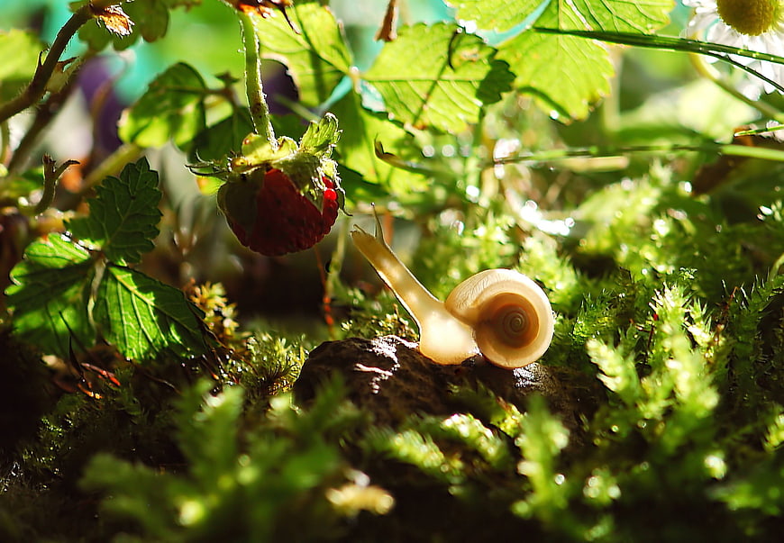 Close-up of a snail on moss near a strawberry