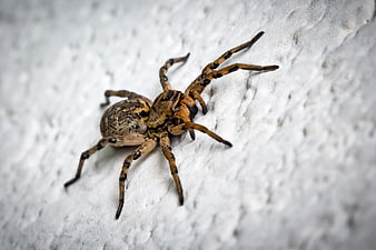 Close-up of a Songarian Wolf Spider on White Wall