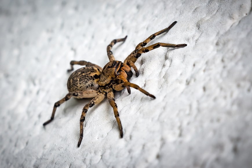 Close-up of a Songarian Wolf Spider on White Wall