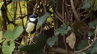 Great Tit bird perched on ivy branch in garden