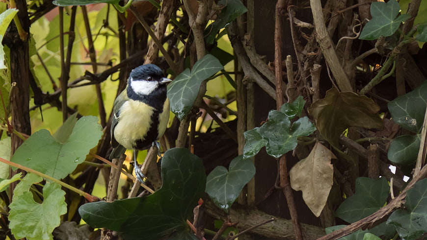 Great Tit bird perched on ivy branch in garden