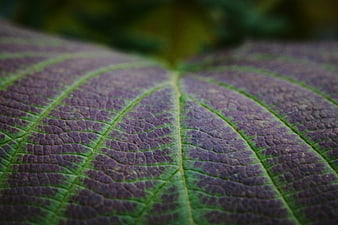 Macro Close-Up of Purple and Green Leaf Texture