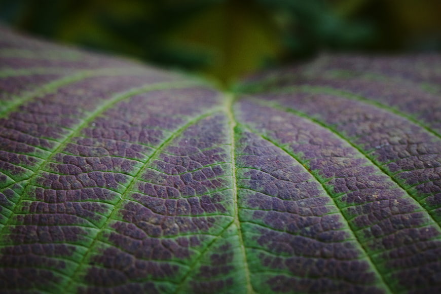 Macro Close-Up of Purple and Green Leaf Texture