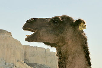 Close-up of camel head with ear tag in desert landscape