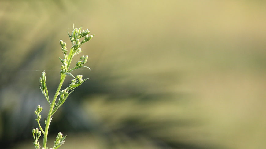 Green plant stem with buds against blurred background