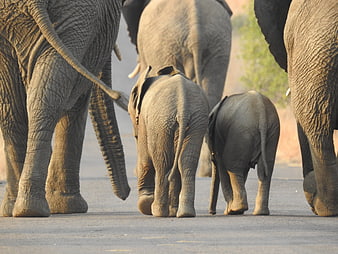 Elephant Herd Walking Away on Paved Road