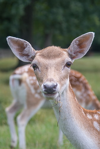 Close-up of a spotted deer eating grass in a field