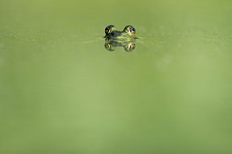 Frog Eyes Peeking Above Green Water Surface