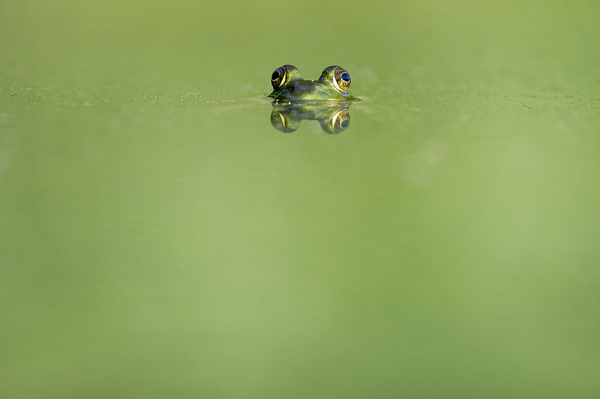 Frog Eyes Peeking Above Green Water Surface