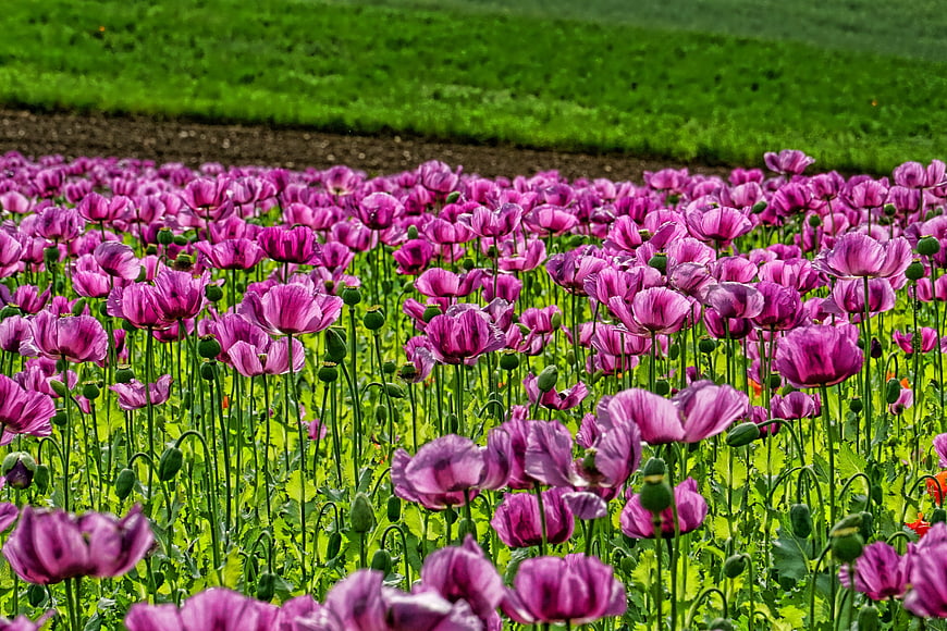 Vibrant Field of Purple Poppy Flowers in Spring