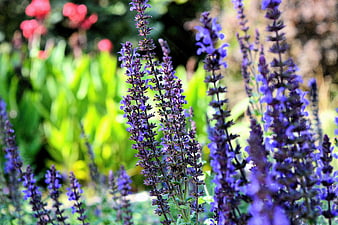 Vibrant purple salvia flowers blooming in a sunny garden