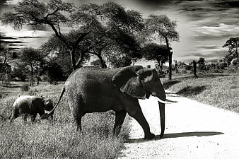 Mother and Baby African Elephant Walking on Safari Road
